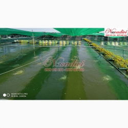 NACADIVI LẮP ĐẶT HỆ THỐNG CAMERA CHO GẠCH ĐẬP NƯỚC CẦN GIỜ
